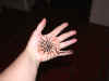 Henna8.JPG (141750 bytes)
